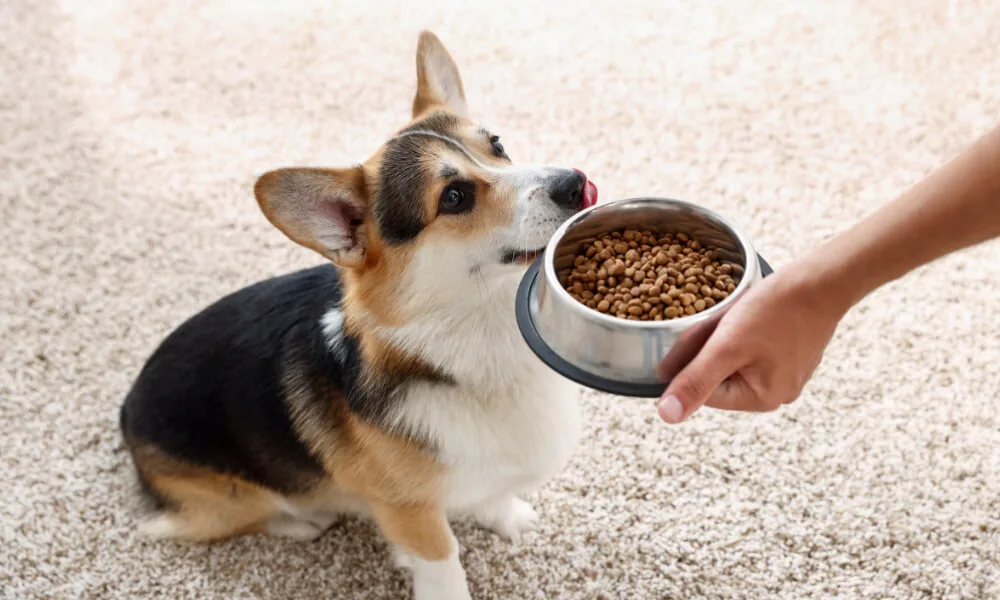 Wet pet food processing